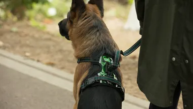 Improving Assembly Efficiency Through Modular Pet Buckle Design