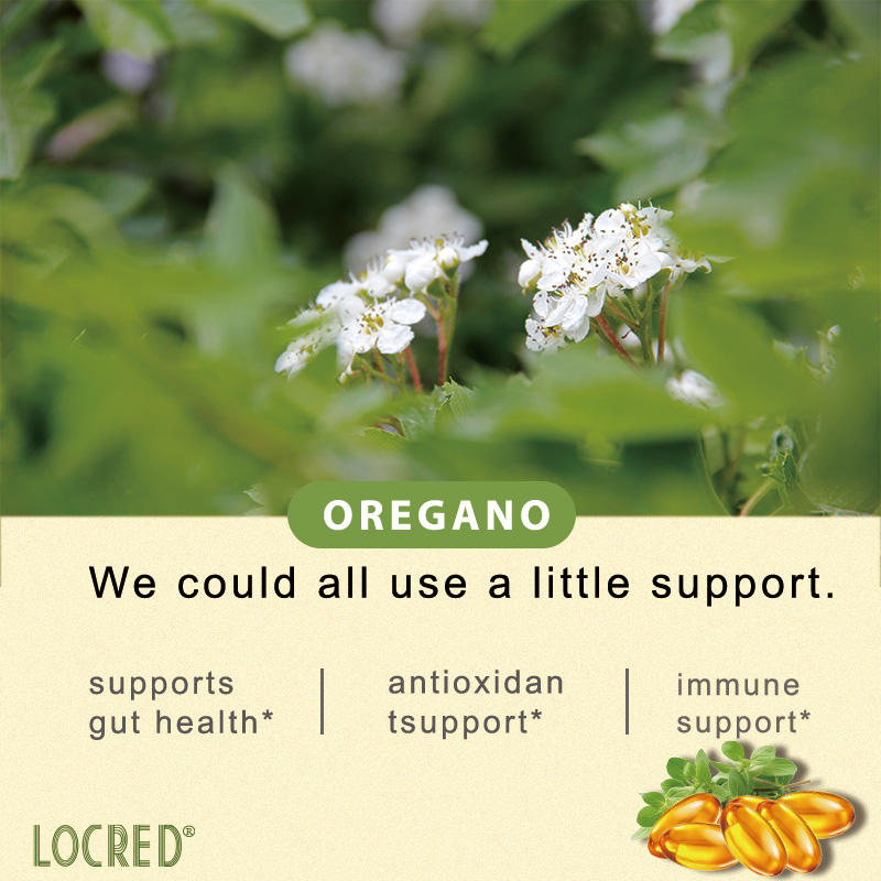 Oregano Oil Enhance Immunity Antioxidant for Dietary Supplement Oregano Oil Softgel