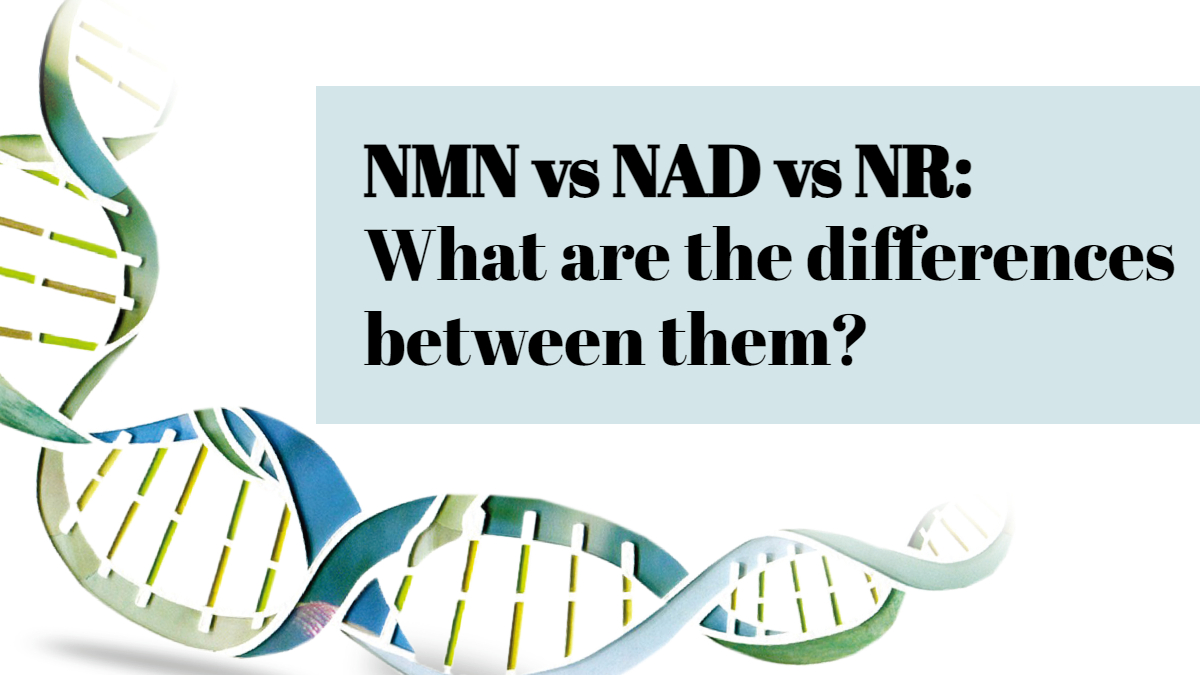 NMN vs NAD vs NR: What are the differences between them?