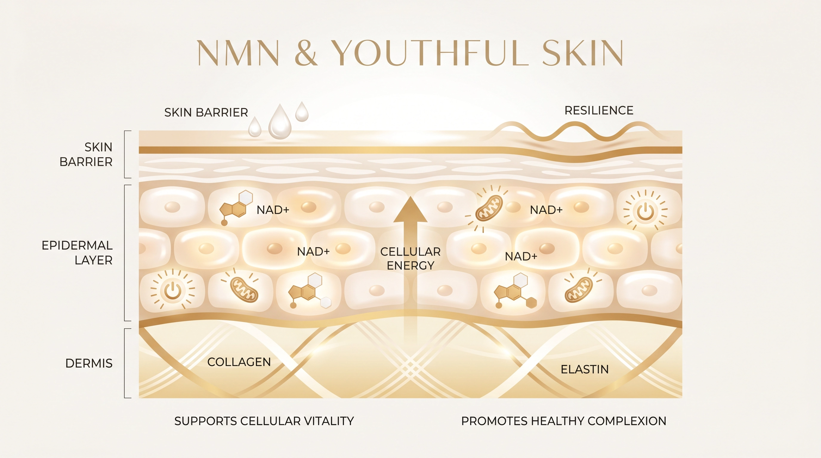 NMN to NAD plus pathway showing cellular energy, repair support and oxidative stress defense