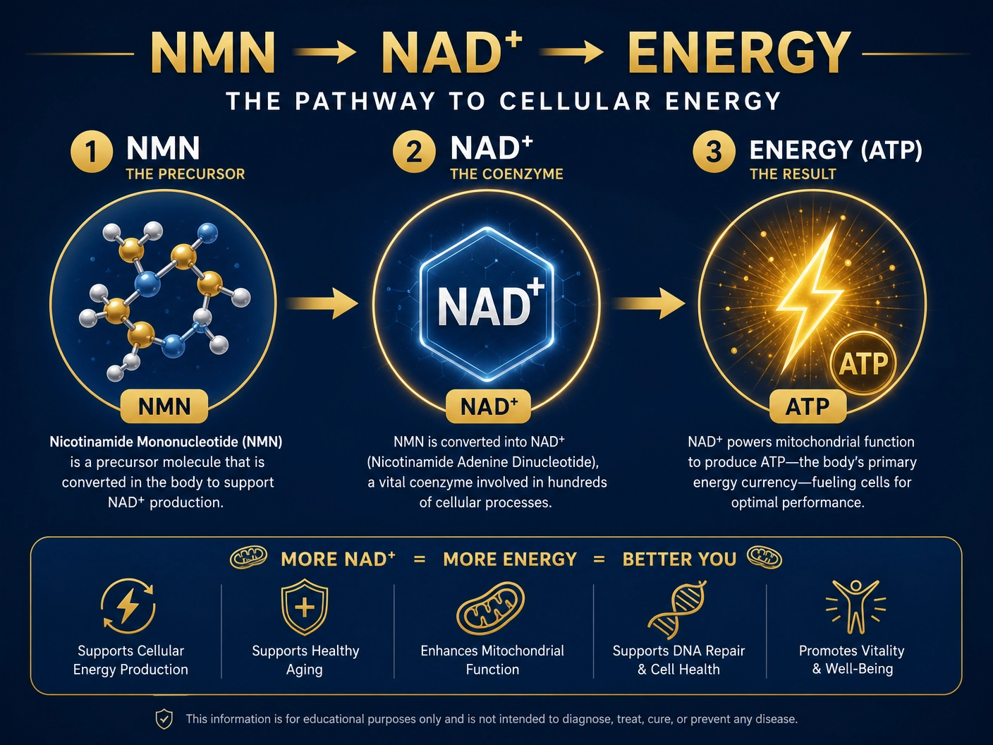An infographic illustrating the pathway from NMN to NAD+ and then to ATP, highlighting cellular energy production.