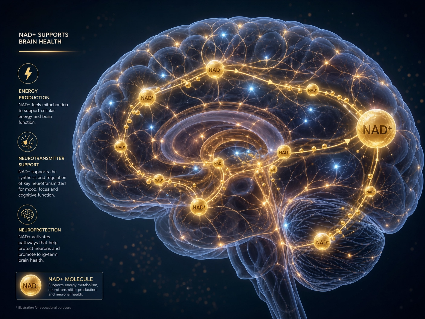 A scientific illustration of brain cells, mitochondria, and NAD+ molecules supporting cellular energy.