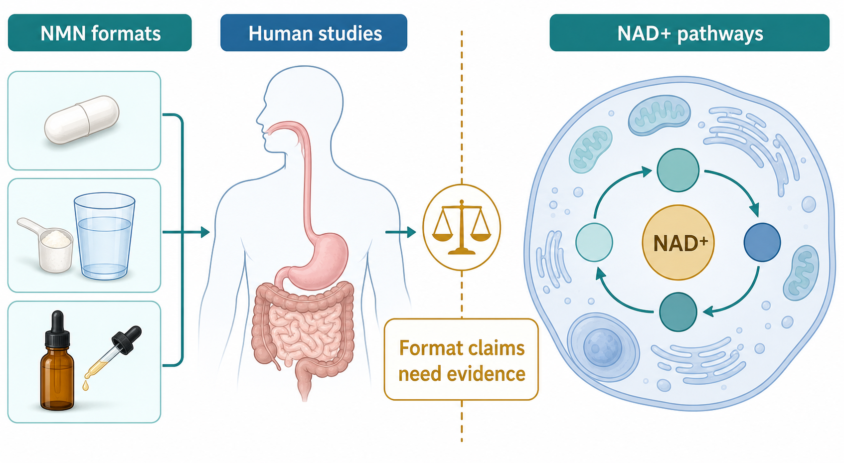 Decision tree for choosing an NMN format based on measuring and routine preferences
