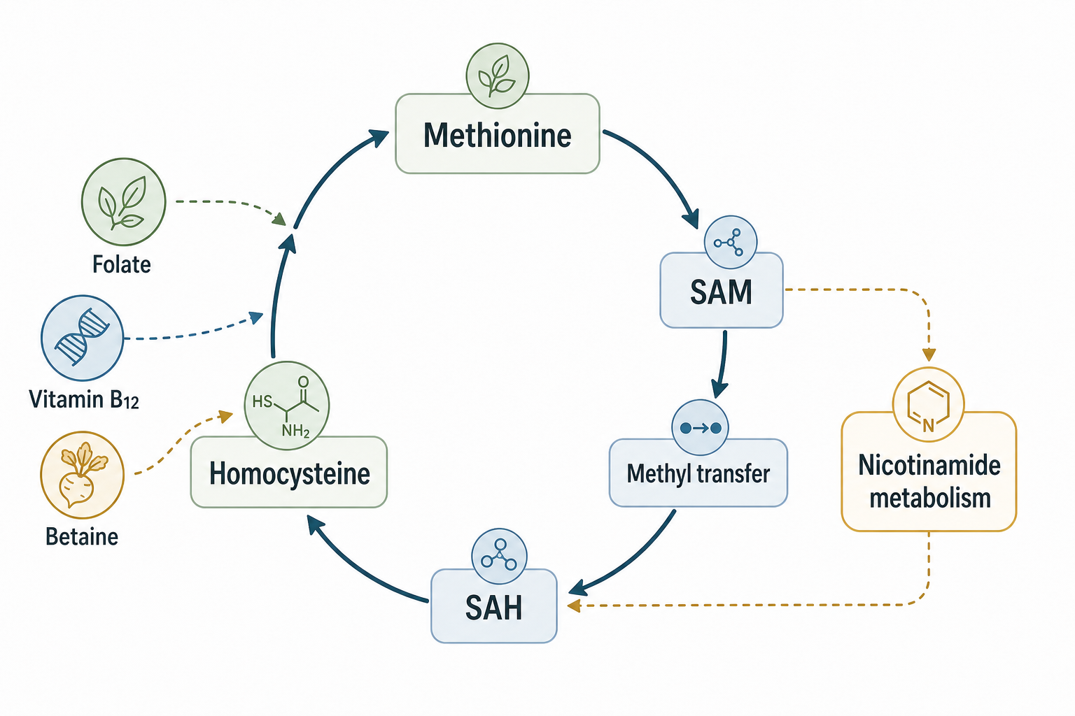 Simplified methylation cycle connecting methionine SAM methyl transfer SAH homocysteine nutrients and nicotinamide metabolism
