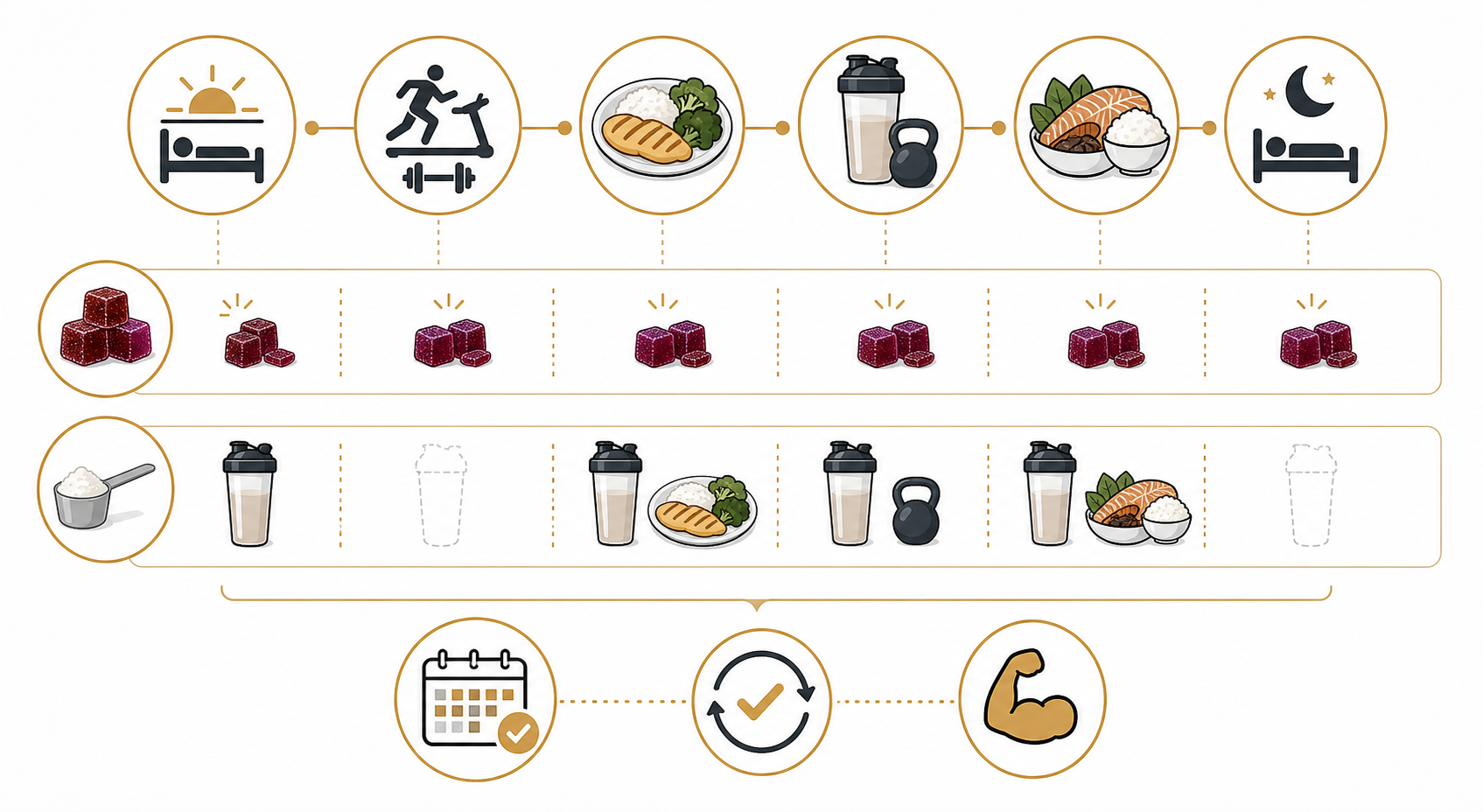 Flexible daily schedule showing creatine consistency and protein intake around meals and training