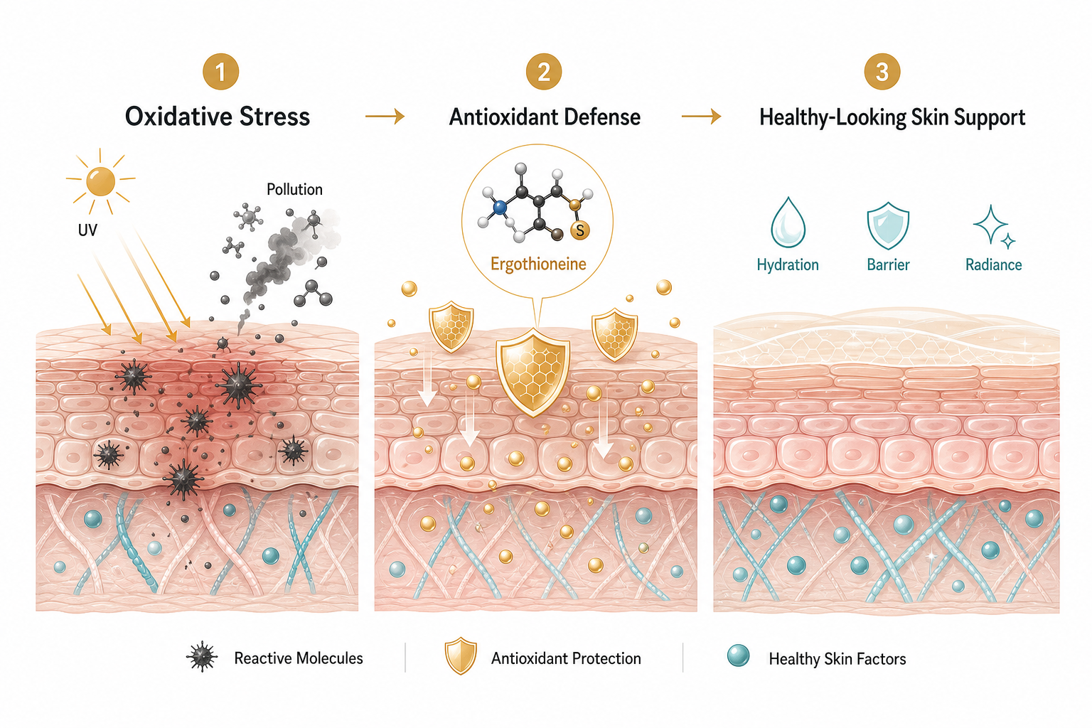 Infographic showing oxidative stress, antioxidant defense, and healthy-looking skin support