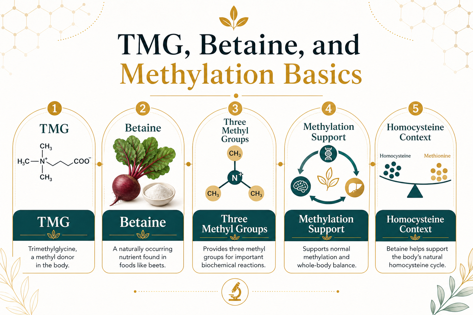 Infographic explaining TMG, betaine, three methyl groups, methylation support, and homocysteine context