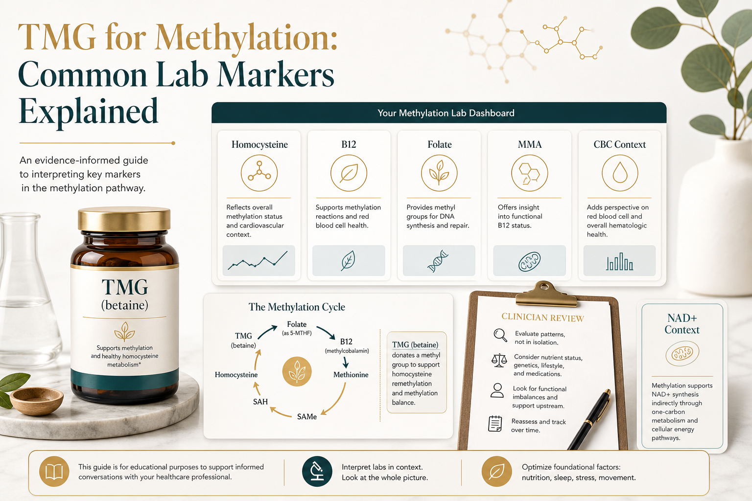 TMG methylation lab marker dashboard with homocysteine, B12, folate, MMA, clinician review, and methylation cycle context