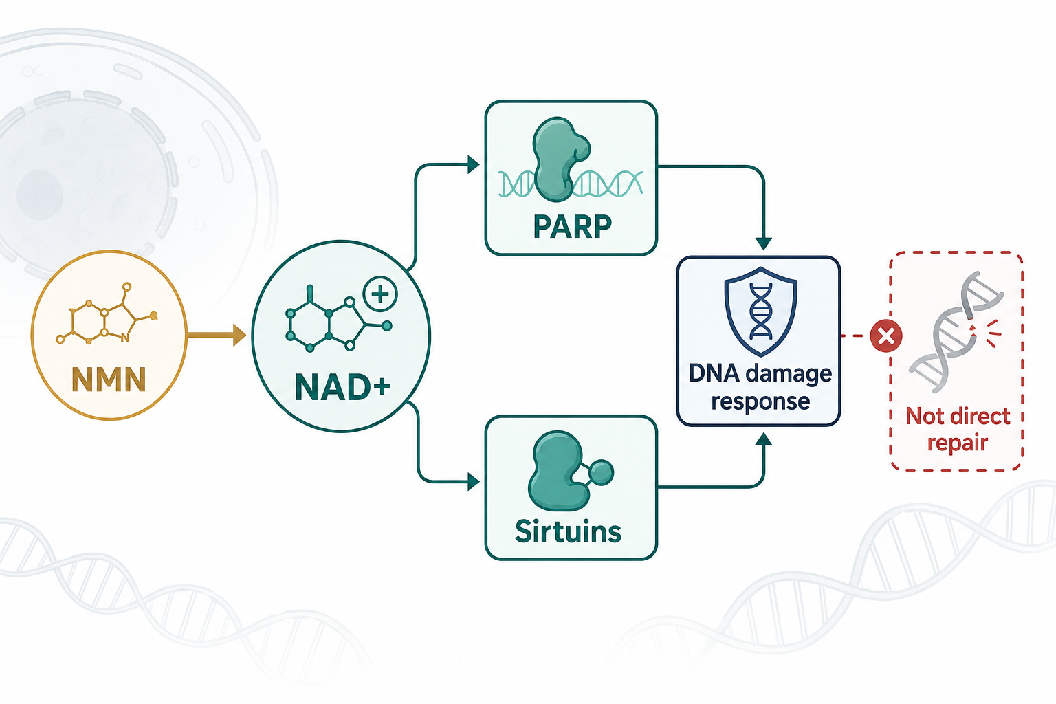 NMN NAD PARP sirtuins DNA damage response not direct repair infographic