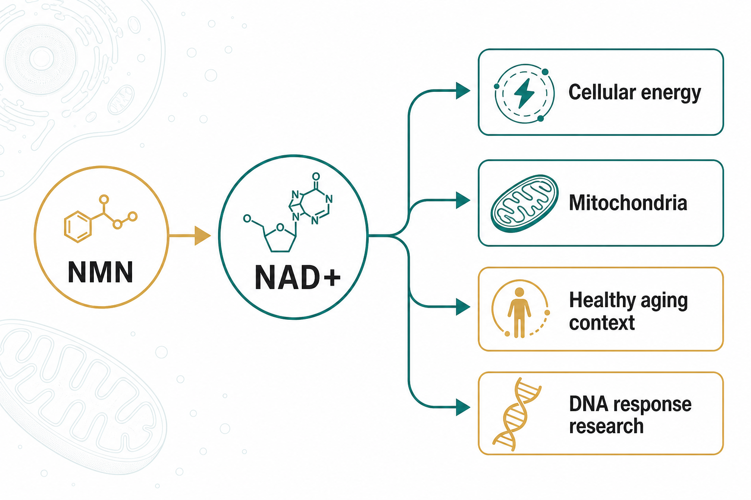 NMN NAD cellular energy mitochondria healthy aging and DNA response research infographic