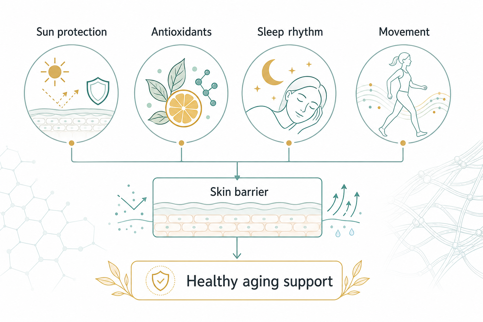 Skin barrier healthy aging support mechanism sun protection antioxidants sleep rhythm and movement