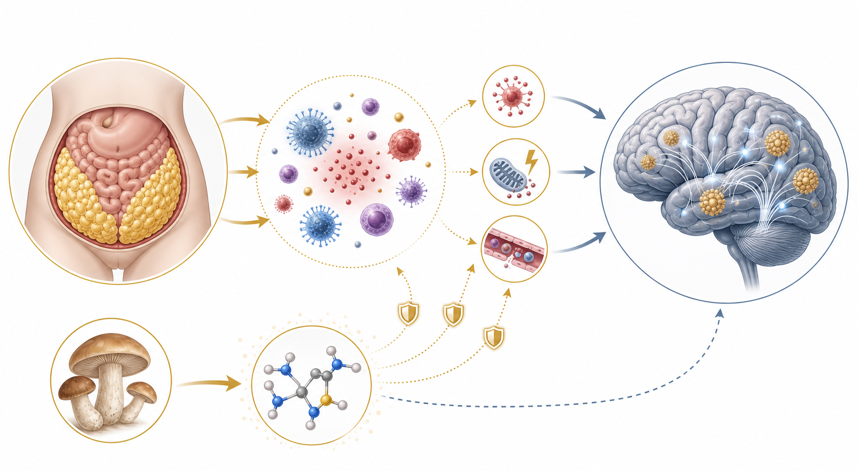 Diagram showing visceral fat inflammation signals brain biomarkers and ergothioneine antioxidant support context