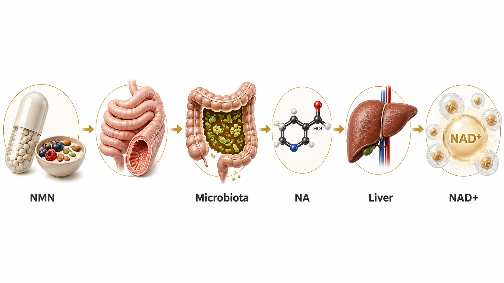 Text-free gut liver route diagram showing oral NMN input microbiota liver processing and cellular NAD+ support