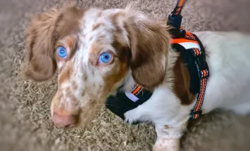 Pet Body Language Decoder: What They’re Really Saying