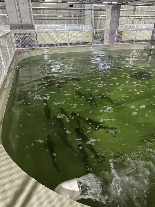 MAX100 PLC – Smarter Purge-Fish Aquaculture