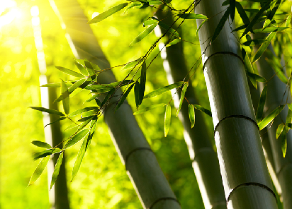 Bamboo Makes The World More Beautiful